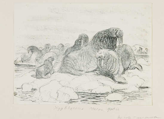 Ватагин Василий Алексеевич. Моржи